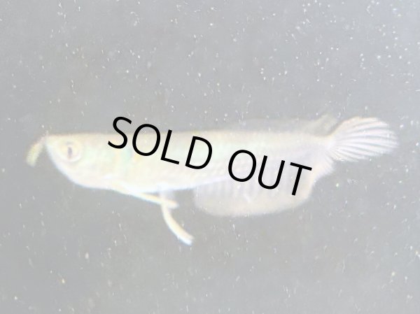 画像1: シルバーアロワナ(8cm±)ブリード (1)