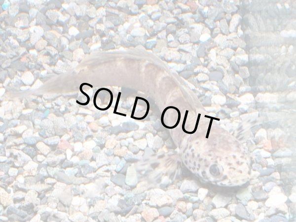 画像2: チャンナ リムバータ ダルメシアン(12cm±) (2)