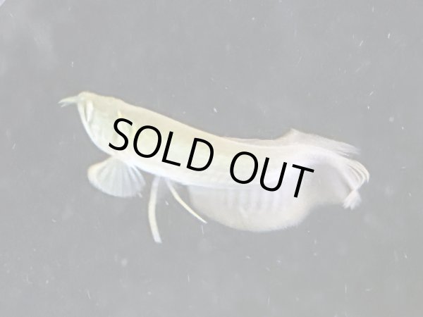 画像3: シルバーアロワナ(8cm±)ブリード (3)