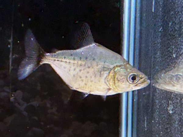 画像3: ブラックピラニア(5cm±)WILDペルー★ (3)