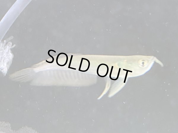 画像2: シルバーアロワナ(8cm±)ブリード (2)