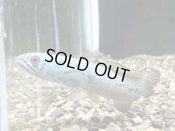 画像3: チャンナ アリストネイ(12cm±)上物 WILD (3)