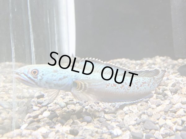 画像2: チャンナ アリストネイ(12cm±)上物 WILD (2)