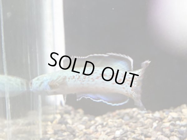 画像4: チャンナ アリストネイ(12cm±)上物 WILD (4)