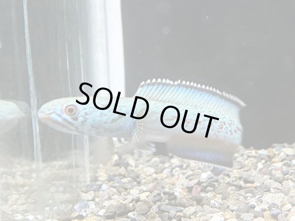 画像1: チャンナ アリストネイ(12cm±)上物 WILD (1)