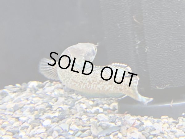 画像2: チャンナアリストネイ(11cm±)WILD★ (2)