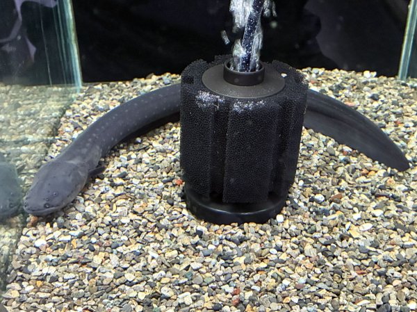 画像1: デンキウナギ(40cm±)WILD★ (1)