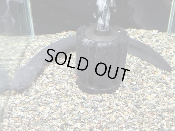 画像1: デンキウナギ(40cm±)WILD★ (1)