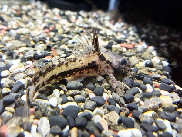 画像1: マウスフィンキャット(8cm±)WILDペルー★ (1)