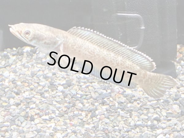 画像1: チャンナアリストネイ(11cm±)WILD★ (1)