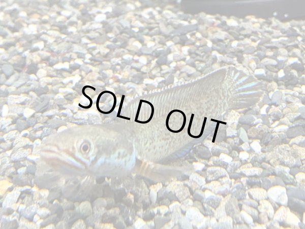 画像3: チャンナアリストネイ(11cm±)WILD★ (3)