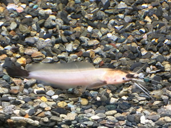 画像3: パンダクララ(7cm±)WILDインドネシア (3)