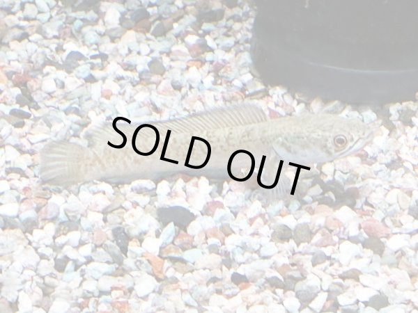 画像2: チャンナアリストネイ(11cm±)WILD★ (2)