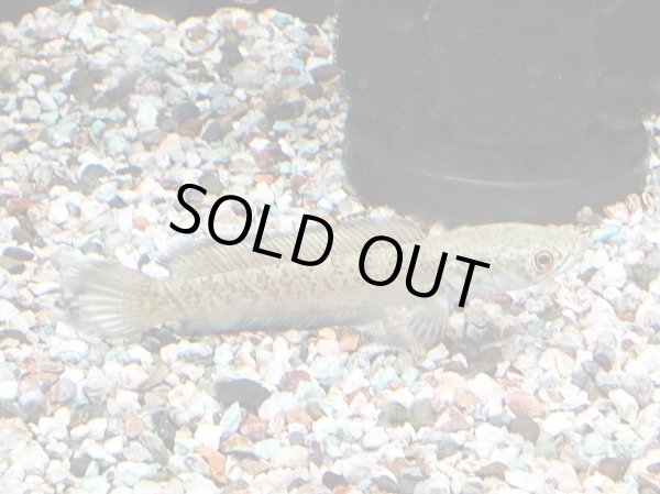 画像3: チャンナアリストネイ(11cm±)WILD★ (3)