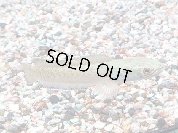 画像1: チャンナアリストネイ(11cm±)WILD★ (1)