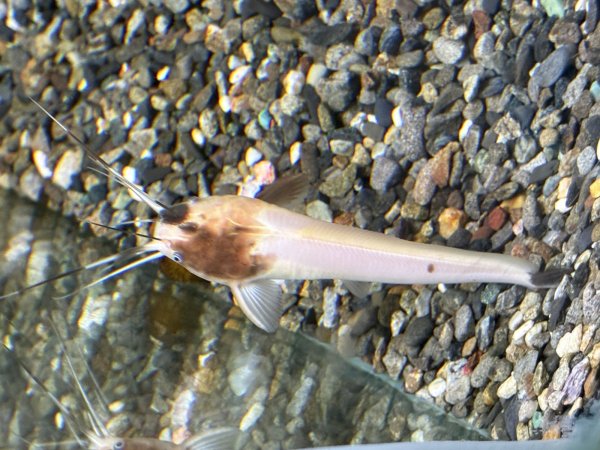 画像2: パンダクララ(7cm±)WILDインドネシア (2)