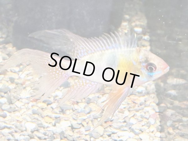 画像1: ラミレジィ ロングフィン 1ペア 上物★ (1)