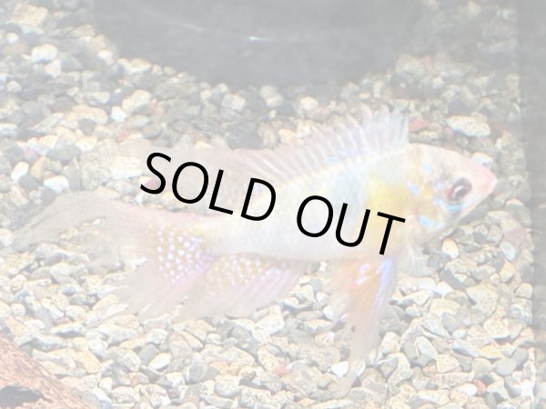 画像3: ラミレジィ ロングフィン 1ペア 上物★ (3)