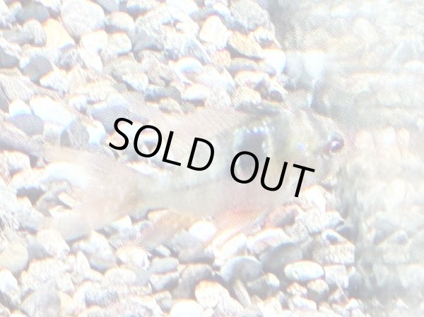 画像4: ラミレジィ ロングフィン 1ペア 上物★ (4)