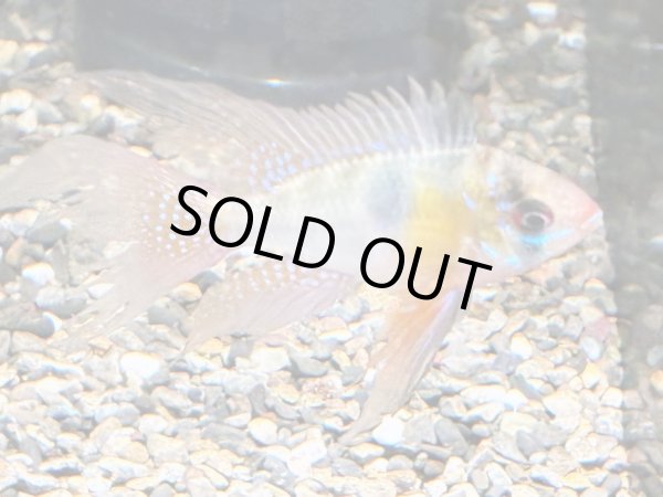 画像2: ラミレジィ ロングフィン 1ペア 上物★ (2)