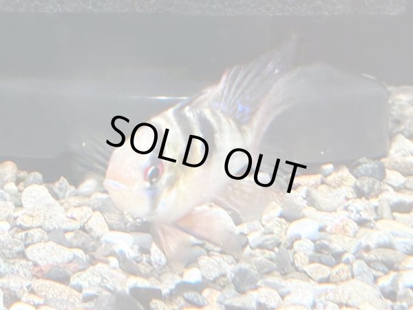 画像5: ラミレジィ ロングフィン 1ペア 上物★ (5)