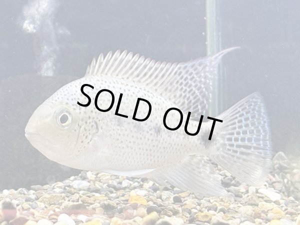 画像1: ヴィエジャ アルゲンティア(10cm±)ブリード (1)