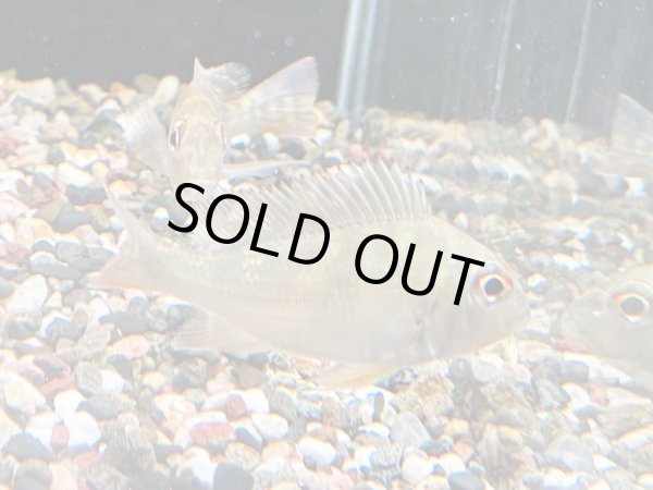 画像2: レッドゲオファーガス(6cm±)ブリード (2)