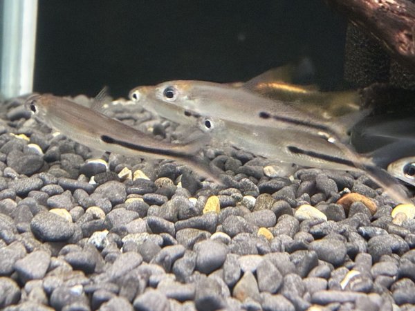 画像1: レッドテールヘミオダス(6cm±)WILD (1)