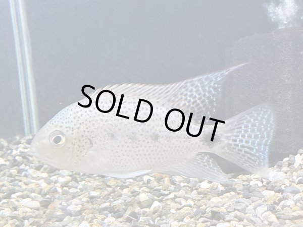 画像2: ヴィエジャ アルゲンティア(10cm±)ブリード (2)