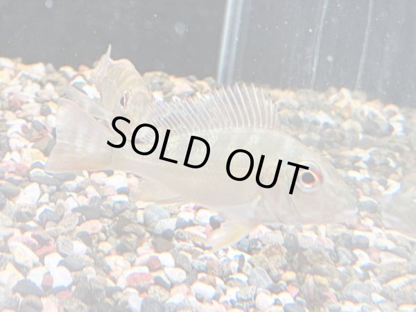 画像1: レッドゲオファーガス(6cm±)ブリード (1)