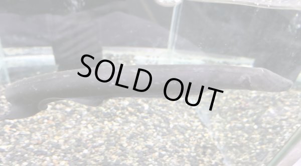 画像2: デンキウナギ(30cm±)WILD★ (2)