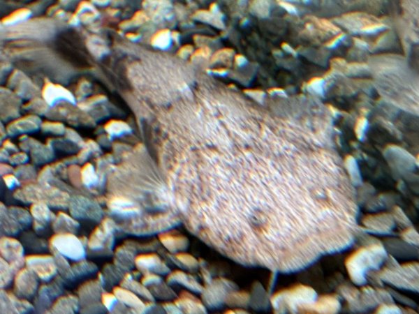 画像2: パカモン(7cm±)ブリード★ (2)