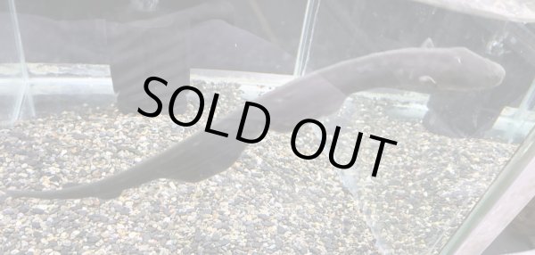 画像1: デンキウナギ(30cm±)WILD★ (1)