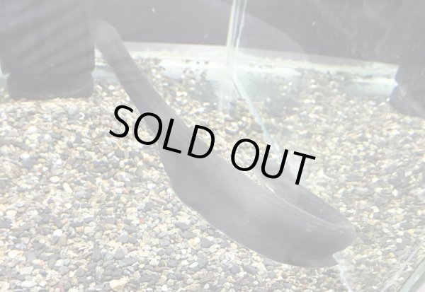 画像3: デンキウナギ(30cm±)WILD★ (3)