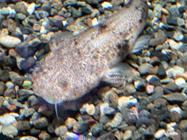 画像3: パカモン(7cm±)ブリード★ (3)