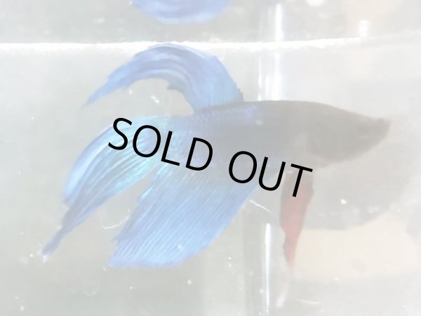 画像1: トラディショナルベタ (1)