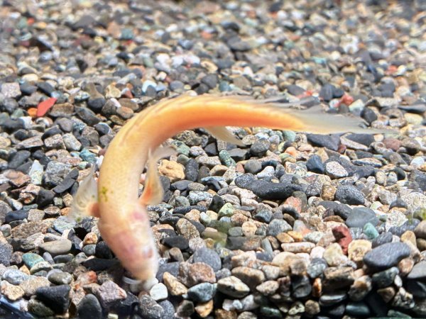 画像2: ポリプテルス アルビノセネガルス ロングフィン(8cm±)★ (2)