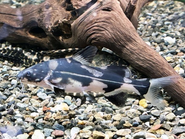 画像1: マーブルランサー(9cm±)WILD★ (1)