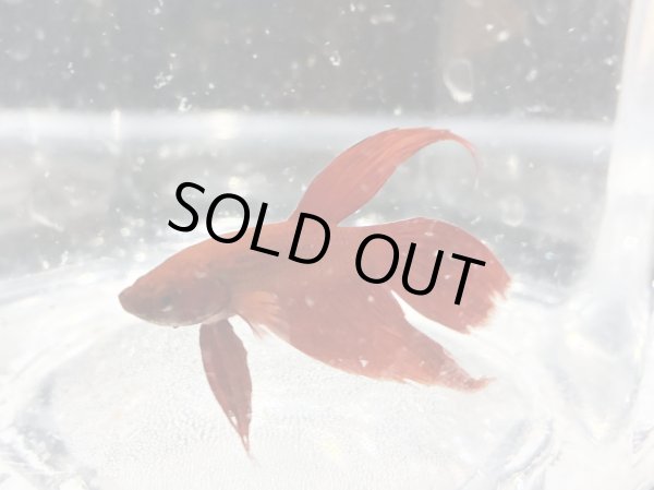 画像1: トラディショナルベタ (1)