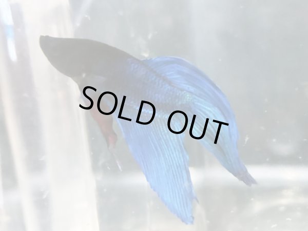 画像2: トラディショナルベタ (2)