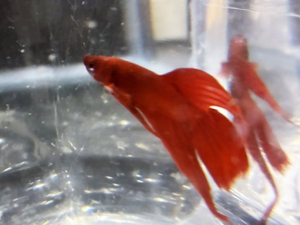 画像2: トラディショナルベタ (2)