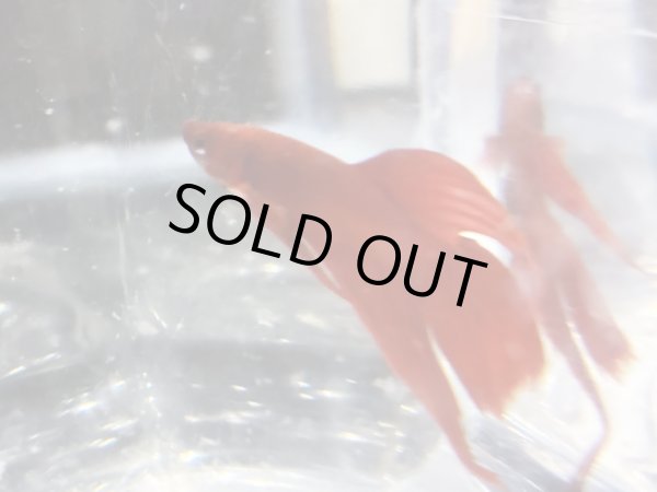 画像2: トラディショナルベタ (2)