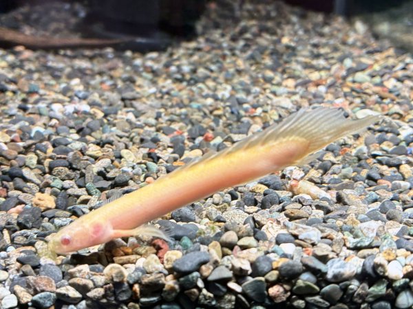 画像1: ポリプテルス アルビノセネガルス ロングフィン(8cm±)★ (1)