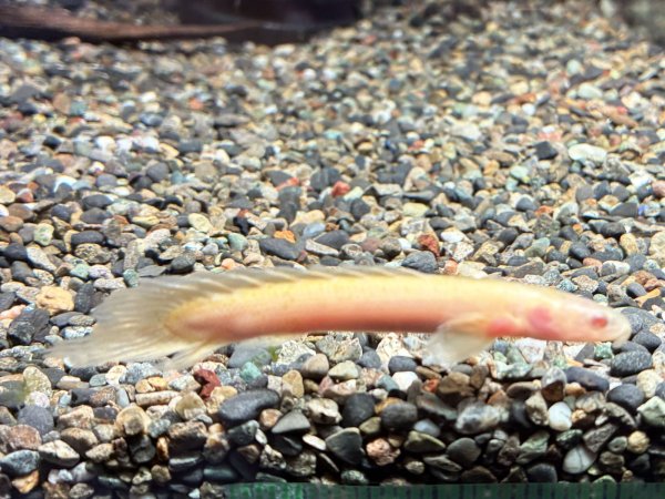 画像3: ポリプテルス アルビノセネガルス ロングフィン(8cm±)★ (3)