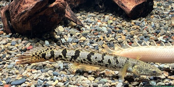 画像1: ポリプテルス デルヘッジィ 美バンド(12cm±)ブリード★ (1)