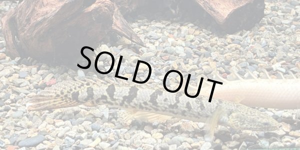 画像1: ポリプテルス デルヘッジィ 美バンド(12cm±)ブリード★ (1)