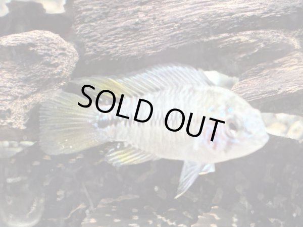 画像2: アピストグラマ ボレリー オパール 1ペア EUブリード (2)