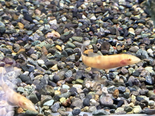 画像2: アルビノパキスタンローチ (2)