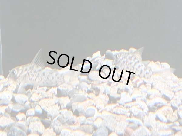 画像1: コリドラス ロレトエンシス ブリード (1)