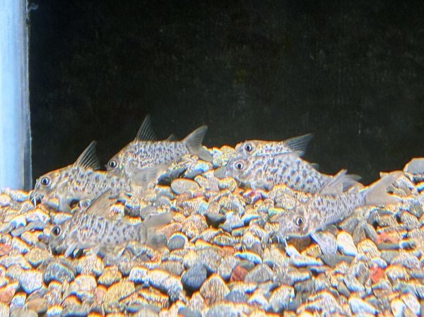 画像2: コリドラス ロレトエンシス ブリード (2)